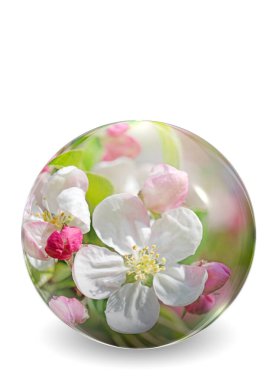Apple blossoms in a glass ball, illustration