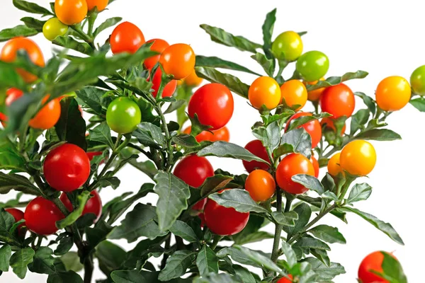 Плоды Кораллового Куста Solanum Pseudocapsicum — стоковое фото