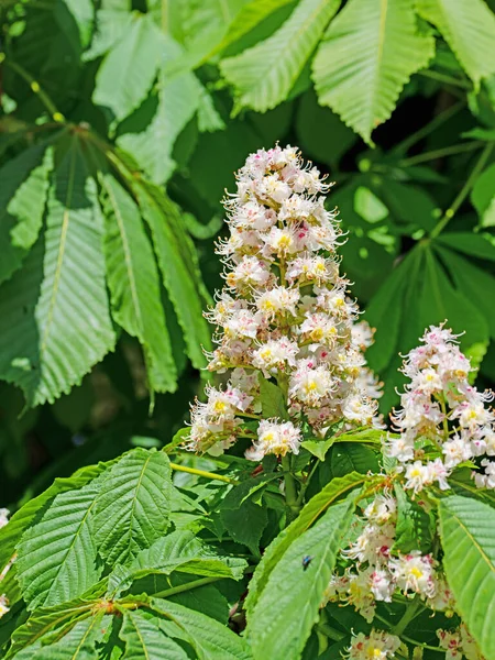 İlkbaharda çiçek açan kestane ağacı