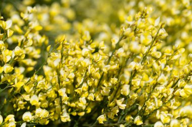 Çiçekli süpürge, Cytisus Scoparius, baharda.