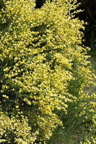 Flowering Broom Cytisus Scoparius Spring — Stock Photo, Image