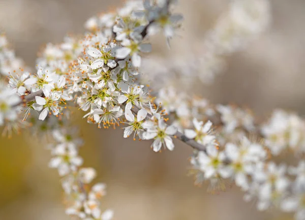 Kvetoucí Černý Trn Prunus Spinosa Jaře — Stock fotografie