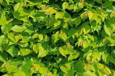 Hornbeam 'in genç yaprakları, Carpinus betulus, baharda