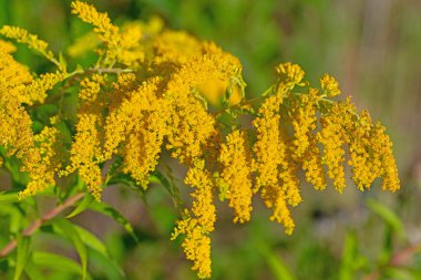 Flowering Goldenrod, Solidago, in a close-up