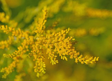 Flowering Goldenrod, Solidago, in a close-up