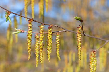 Boynuz direğinin erkek çiçekleri