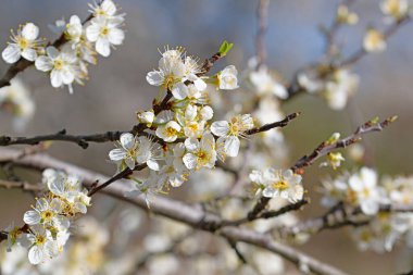 Çiçekli erikler, erikler, baharda.