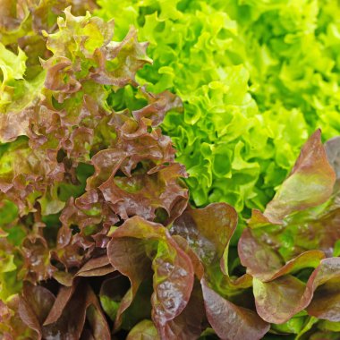 Marul topla, Lactuca sativa, yakın plan.