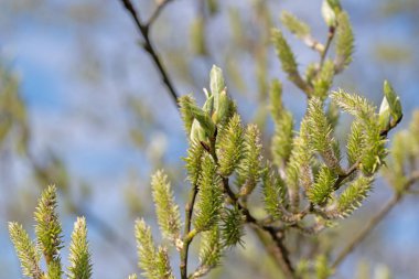 Söğüt ağacının dişi çiçekleri, tükürük kapreası