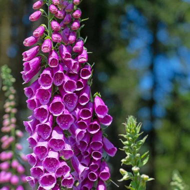 Çiçekli kırmızı yüksükotu, Digitalis purpurea, ormanda