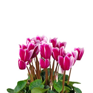 Cyclamen, Cyclamen persicum, beyaz arka planda izole edilmiş.