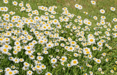 Baharda çiçek açan margueritler, Leucanthemum.