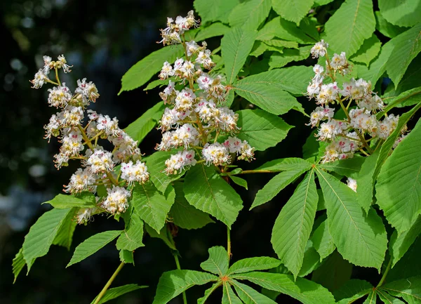 Baharda çiçek açan kestane ağacı