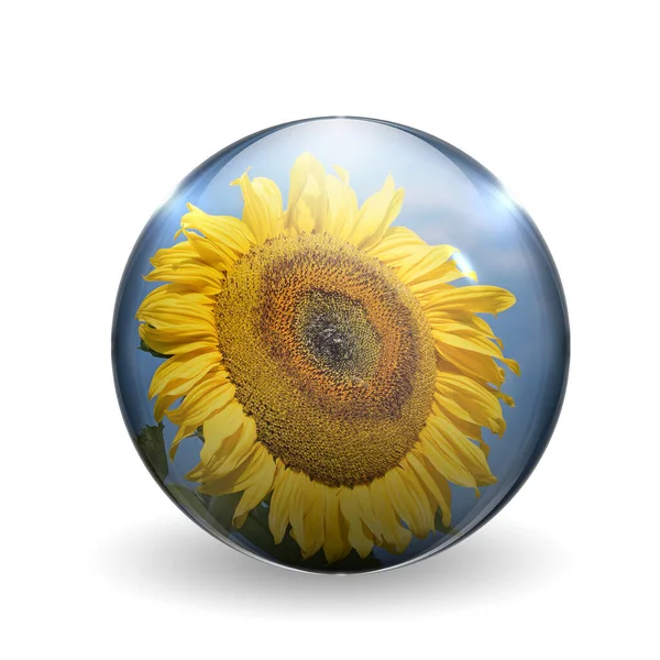 Sunflower Glass Ball — Φωτογραφία Αρχείου