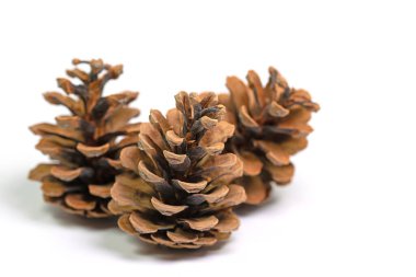 Yakın planda beyaz bir arkaplanda üç kozalak.