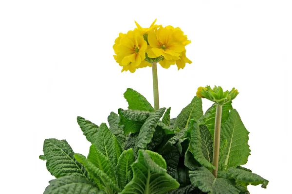 Prímulas Floración Sobre Fondo Blanco — Foto de Stock