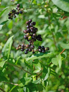 Özel böğürtlen, Ligustrum vulgare