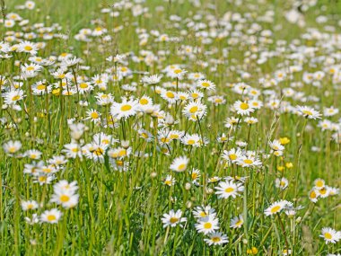 Baharda çiçek açan margueritler, Leucanthemum.