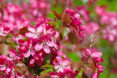 Baharda çiçek açan elma ağacı.