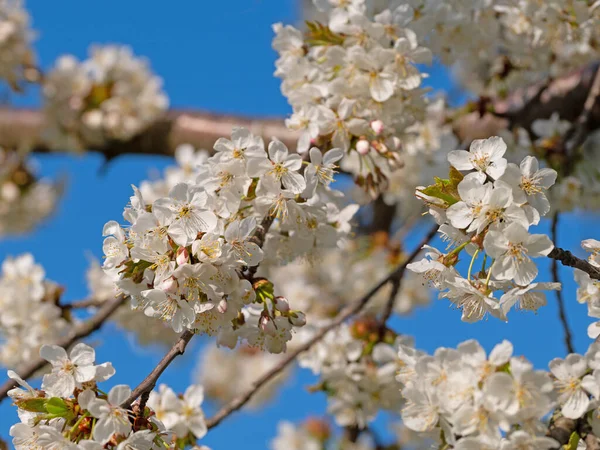 Цветущая Вишня Чернослив Весной — стоковое фото