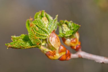 Baharda at kestanesinin yaprağı, Aesculus.