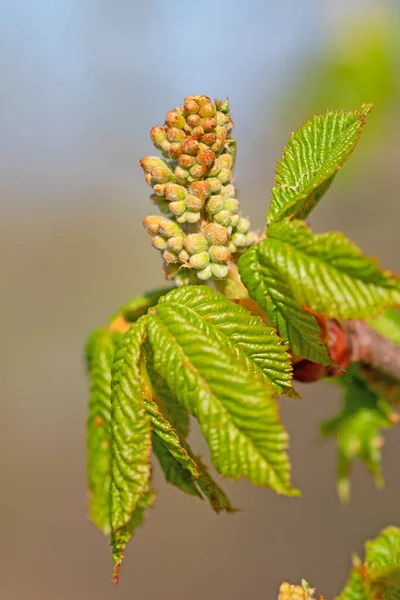 Flower Bud Horse Chestnut Aesculus Spring — Stock Photo, Image