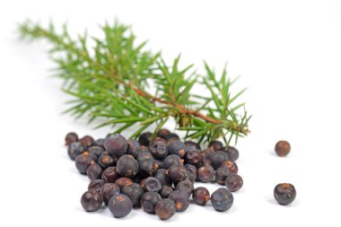Beyaz arka planda kurumuş ardıç meyveleri