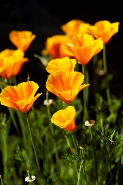 Portakal çiçekli Kaliforniya gelinciği, Escholzia calizinnica