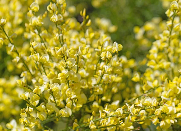 Virágzó Seprű Cytisus Scoparius Tavasszal — Stock Fotó