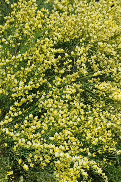 Kvetoucí Koště Cytisus Scoparius Jaře — Stock fotografie