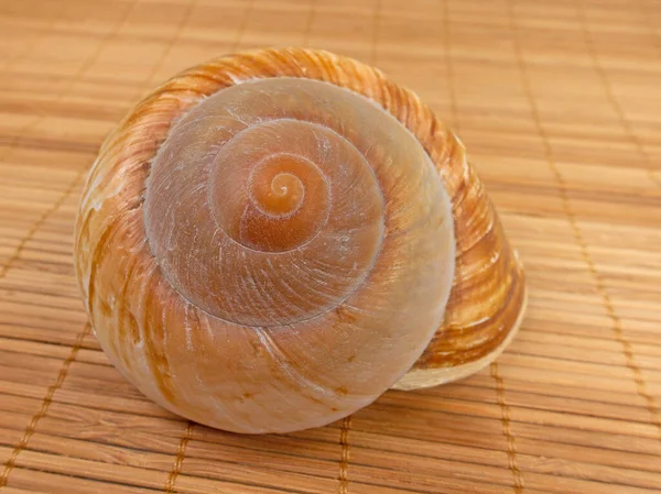 Shell of a sea snail close-up