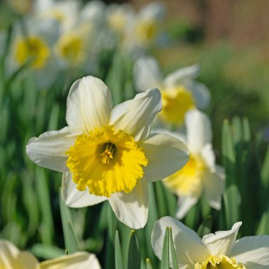 Çiçekli nergisler, Narcissus, baharda.