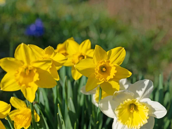 Çiçekli nergisler, Narcissus, baharda.