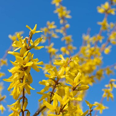 İlkbaharda çiçek açan çelenk