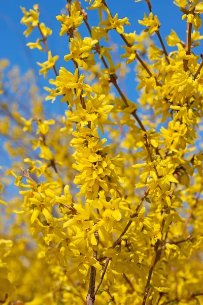 Blühende Forsythien Frühling — Stockfoto