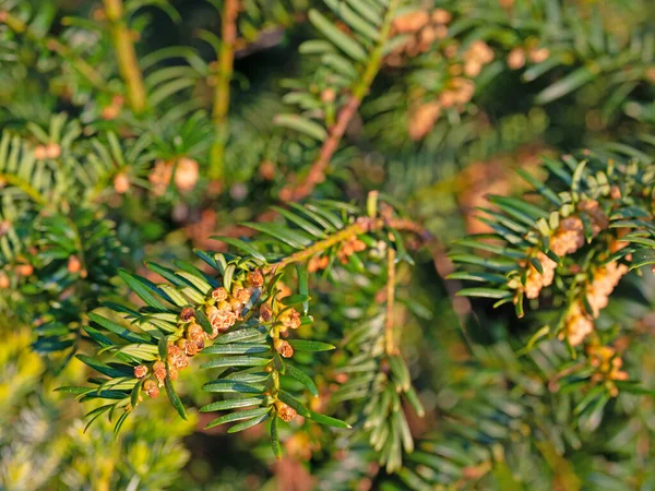 Tiszafa Női Virágai Taxus — Stock Fotó