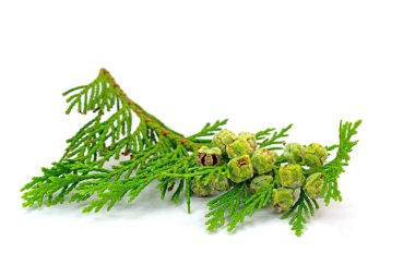 Lawson 'un selvi çiçeğinin dişi konileri, Chamaecyparis lawsoniana