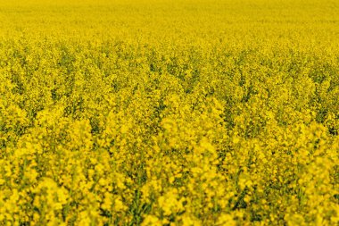 Çiçekli kolza tohumu, ilkbaharda Brassica Napus.