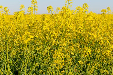 Çiçekli kolza tohumu, ilkbaharda Brassica Napus.