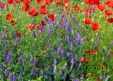 Çiçekli tütsülenmiş et, Vicia cracca ve mısır gelincikleri.