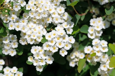 Baharda açan Spier çalısı, spiraea