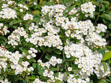 Baharda açan Spier çalısı, spiraea