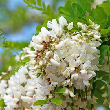 Çiçekli kara çekirge, Robinia psödoacia, ilkbaharda.