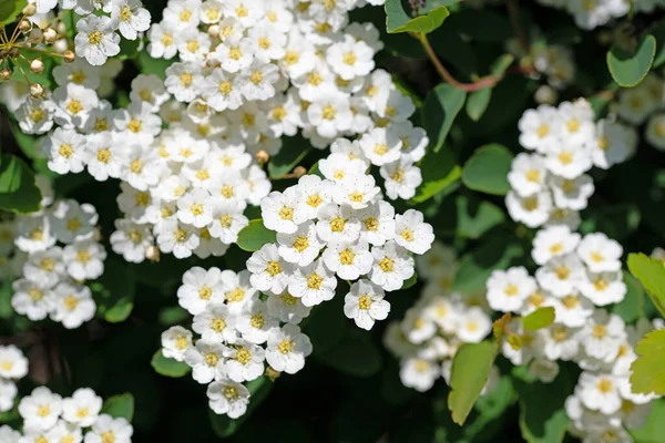 Arbuste Araignée Fleurs Spirée Printemps — Photo