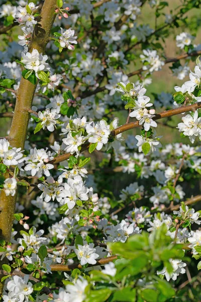 Çiçek Açan Elma Ağacı Malus Ilkbaharda Yakın Planda — Stok fotoğraf