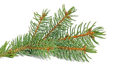 Mavi ladin, beyaz arka plana karşı dal