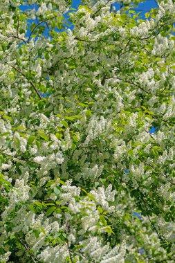 Bahar aylarında kiraz çiçeği açan erik çiçekleri.