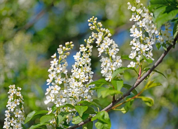 Kwitnąca Wiśnia Winogronowa Prunus Padus Wiosną — Zdjęcie stockowe