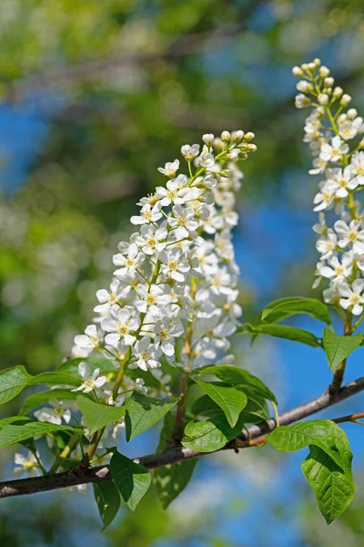 Cerise Raisin Fleurs Prunus Padus Printemps — Photo