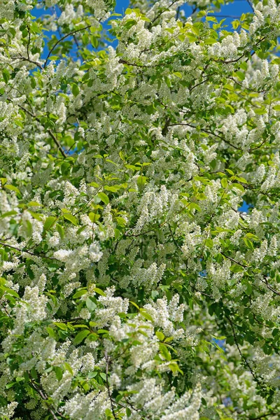 Bahar aylarında kiraz çiçeği açan erik çiçekleri.